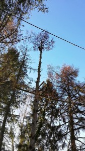 Photo de galerie - Élagage arbre 25 m