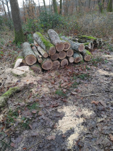 Photo de galerie - Coupeur de bois 