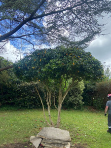 Photo de galerie - Mise en boule d’arbustes 