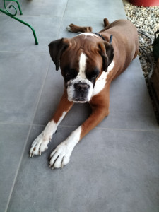 Photo de galerie - Mr Django