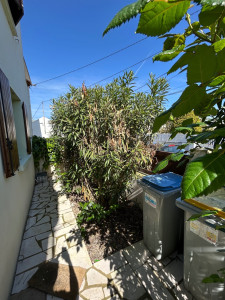 Photo de galerie - Taille d'une haie laurier (avant)