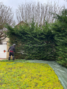 Photo de galerie - Taille de haies et d'arbustes