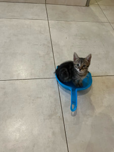 Photo de galerie - Chaton balayeur