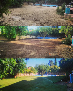 Photo de galerie - Pelouse naturelle en plaque