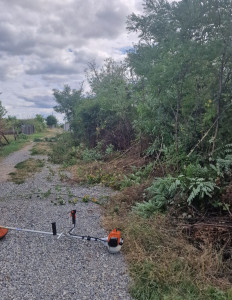 Photo de galerie - Elagage et coupe d'arbres