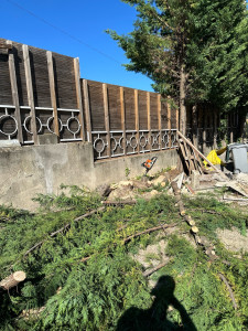 Photo de galerie - Abattage et élagage de haies 