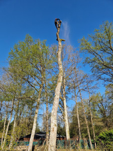 Photo de galerie - Elagage et coupe d'arbres