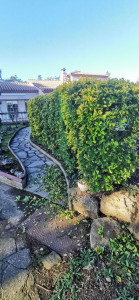 Photo de galerie - Taille de haies et d'arbustes