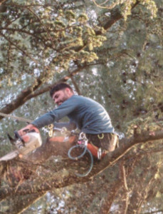 Photo de galerie - élagage 