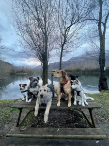 Photo de galerie - Garde de chiens de tous âges et toutes tailles. 