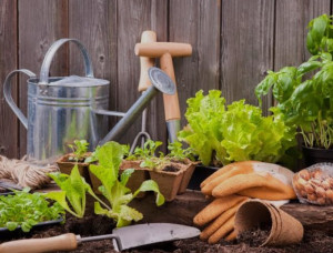 Photo de galerie - Tonte pelouse , débroussaillage , entretien piscine …