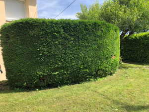 Photo de galerie - Taille de haie sur conifères 