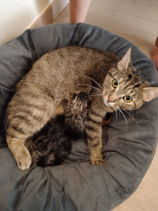 Photo de galerie - Petit accouchement de maman chat, et ses bébés !
Semaine forte en emotion avec elle 