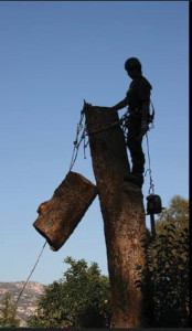 Photo de galerie - Abattage d’arbres