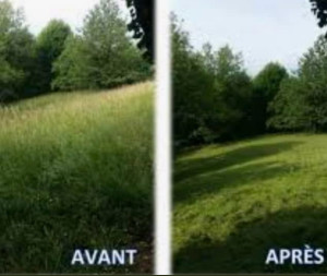 Photo de galerie - Tonte de pelouse - Débroussaillage