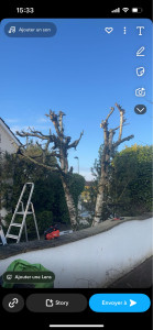 Photo de galerie - Élagage, tout type d’arbre