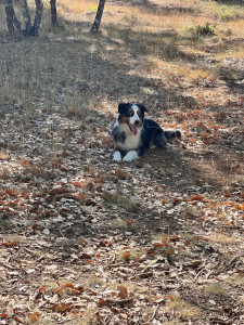 Photo de galerie - Garde animaux
