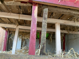 Photo de galerie - Réparation d’un poulailler 