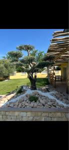 Photo de galerie - Taille de haies et d'arbustes