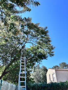 Photo de galerie - Elagage et coupe d'arbres