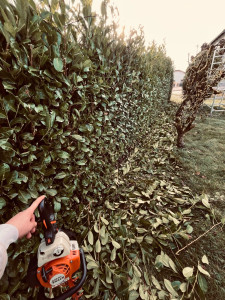 Photo de galerie - Disponible pour taille de haie , arbuste 