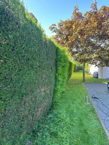 Photo de galerie - Nous effectuons des tailles précises pour vos haies.