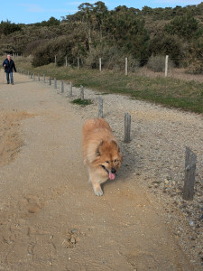 Photo de galerie - Garde animaux