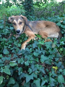 Photo de galerie - Garde chien