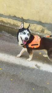 Photo de galerie - Promenade d'un chien 