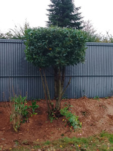 Photo de galerie - Mise a propre 