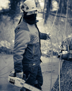 Photo de galerie - Elagage et coupe d'arbres