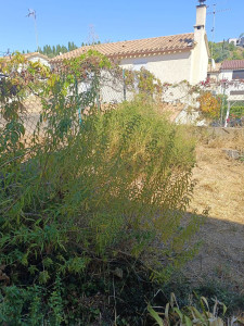 Photo de galerie - Remise en état d'un jardin abandonné avant 