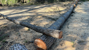 Photo de galerie - Elagage et coupe d'arbres