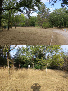 Photo de galerie - Débroussaillage d'un terrain