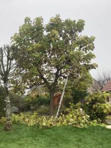 Photo de galerie - Elagage et coupe d'arbres