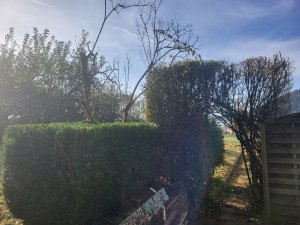 Photo de galerie - Taille de haies et d'arbustes