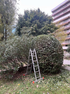 Photo de galerie - Taille de haies et d'arbustes