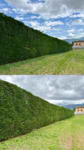 Photo de galerie - Taille de haies et d'arbustes