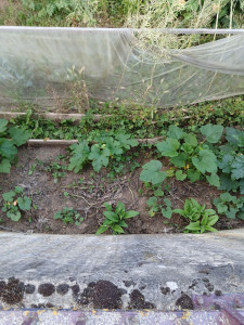 Photo de galerie - Jardin 