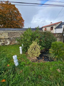 Photo de galerie - Taille d'arbustes 