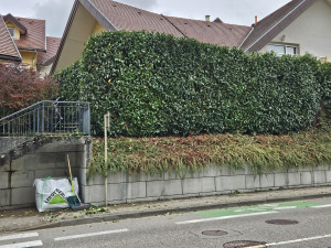 Photo de galerie - Taille d’une haie de Laurier