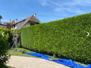 Photo de galerie - Taille de haie
