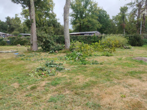 Photo de galerie - Elagage et coupe d'arbres