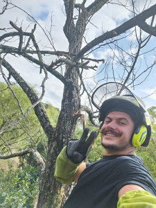 Photo de galerie - Élagage du bois mort d un acacia
