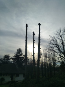 Photo de galerie - Elagage et coupe d'arbres