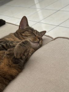 Photo de galerie - L'adorable Cali 