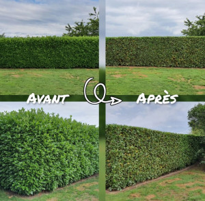 Photo de galerie - Taillage de haie
