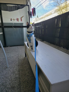 Photo de galerie - Mon chat 