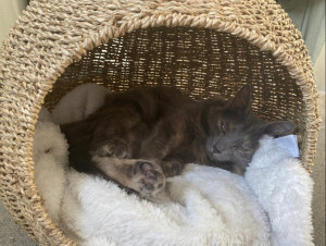 Photo de galerie - Mon petit chat Kitsu a bientôt 3 ans. Je l'ai adopté en mars 2022 via une association. Elle a passé quelques mois dans une famille d'accueil avec une bonne quinzaine de chats et chiens avant son adoption.


