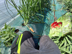 Photo de galerie - Maraîcher/fermier à la mini ferme de Mario le fermier ( D'autres ? et ? sur son Instagram)